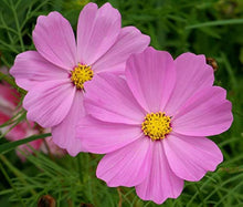 Cosmos Bipinnatus Pink Seeds for seasonal color across the Home Garden Flower Border