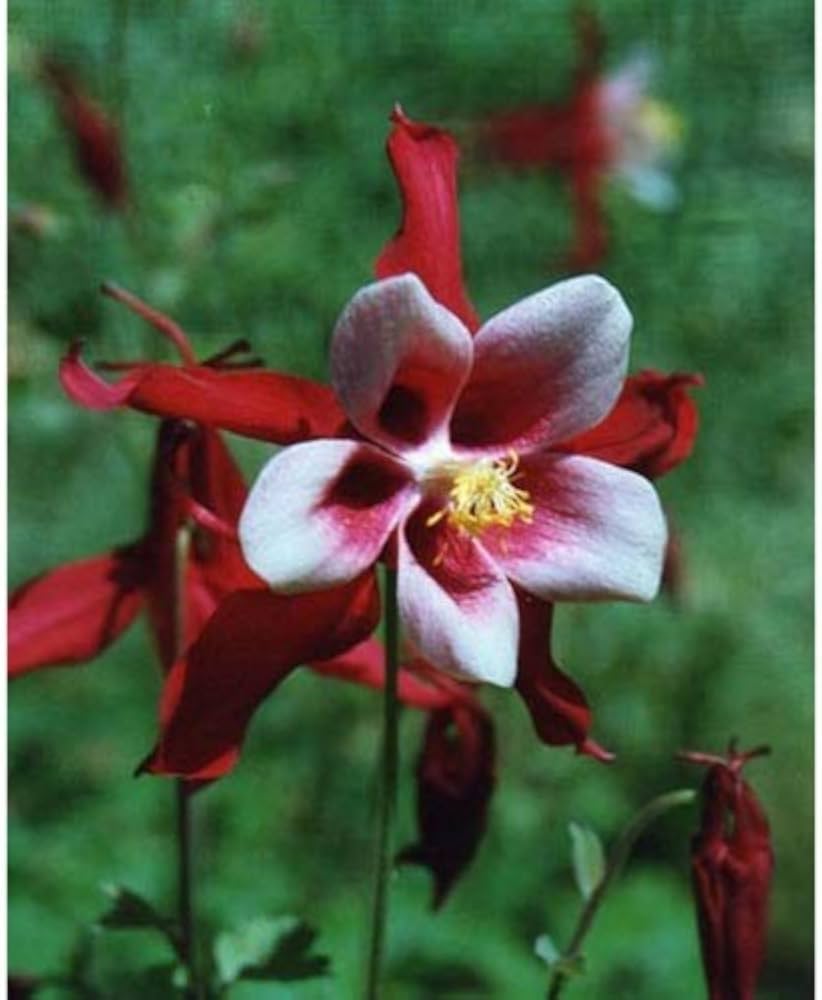 Red Aquilegia Hardy Perennial Flower - for planting in home garden