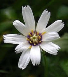 Cupid's Dart Seeds for growers filling out the Garden
