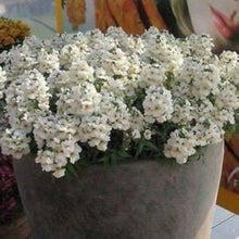 Nemesia Poetry White flower Seeds for growers filling out the soft white garden edging