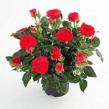 Exotic Miniature Bonsai Rose Seeds for a lasting addition to the landscape