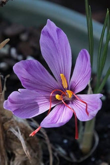 Hellgelb Saffron Pot Plants for long-term planting in the DIY Home Garden Bonsai