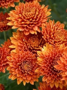 Black Chrysanthemum Seeds for gardeners building out beds and borders