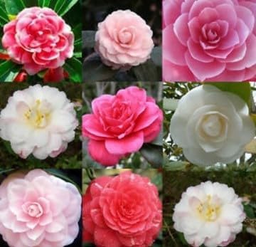 Don Mac Camellia antique flower seeds