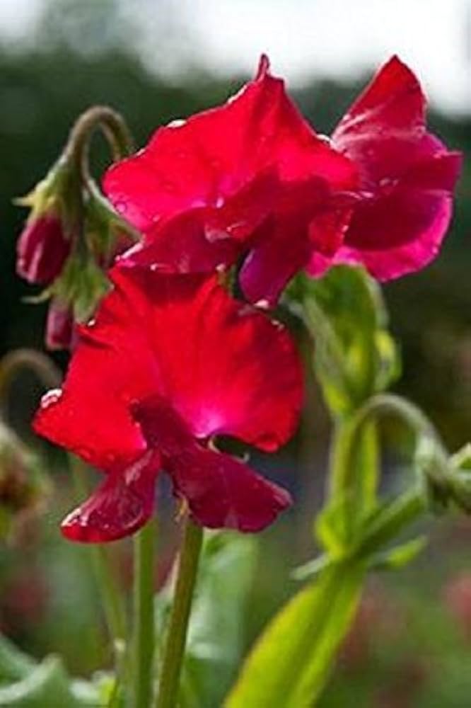 Scarlet (Sweet Pea Lathyrus odoratus red flower) for planting in garden