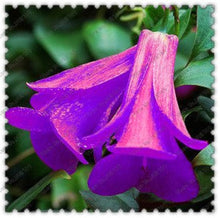 Chilean Bellflower Seeds for growers seeking a long-blooming display
