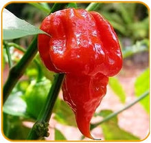 Trinidad Scorpion Butch T Pepper Seeds valued by growers for fiery Hot Peppers