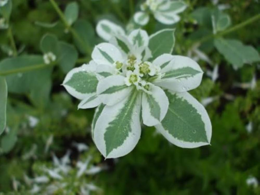 Mountain Euphorbia Marginata Plants for colorful blooms in the Garden