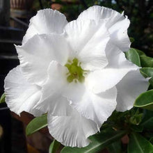 Desert Rose Adenium Obesum White King Parfum Seeds for seasonal color across the home garden flower bed