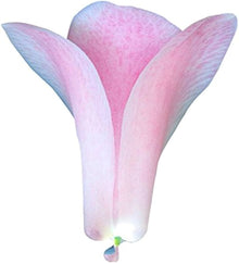 Chilean Bellflower Seeds for seasonal color across the Rare Garden Blooms