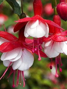 Fuchsia Fuchsia Hybrida Hanging Seeds for colorful blooms in the Balcony Arrangements