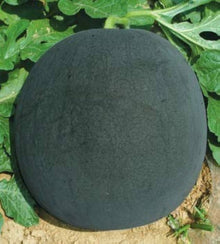 Red Seedless Watermelon Seeds for a productive addition to the vegetable patch