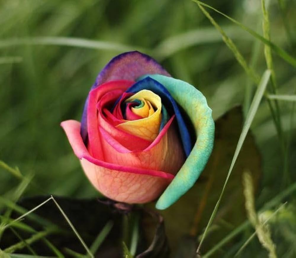 Rainbow Rose Rosa hybrida greenery flower seeds for vertical garden and outdoor pots - for planting in home garden