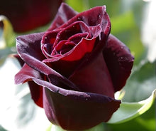 Dark Purple with Yellow Spots Rose Seeds for a colorful addition to any planting