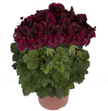 Geranium Pelargonium Hortorum Black Flower Seeds for Planting – Ideal for Decorative Home Garden and Balcony Pots