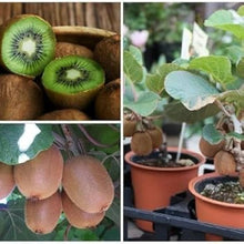 Colorful Actinidia Seeds for growers planting the Home Garden & Bonsai