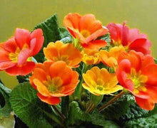 Primrose Seeds (Primula vulgaris) for seasonal color across the home garden or shaded containers