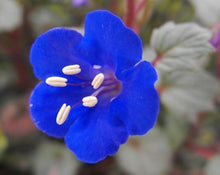 Blue Pimpernel Seeds for a bright addition to the Vibrant Blue Garden Flowers