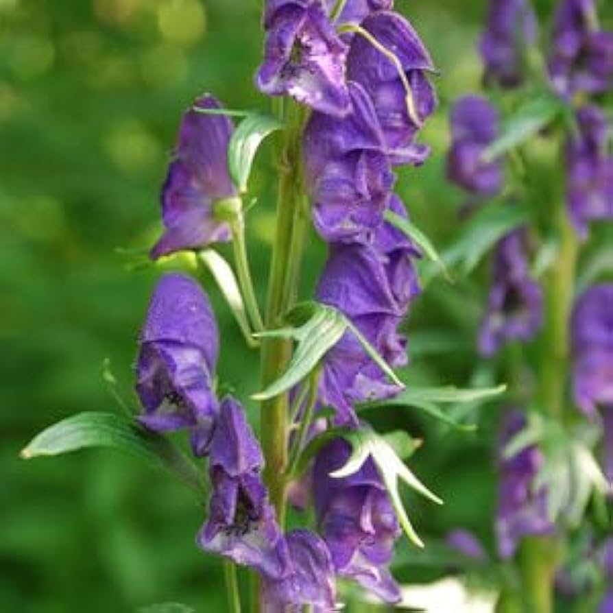 Monkshood Aconitum spp. for planting in flower bed