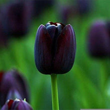 Double Tulip Seeds (Tulipa spp.) for colorful blooms in the Flower Bed & Urban Garden