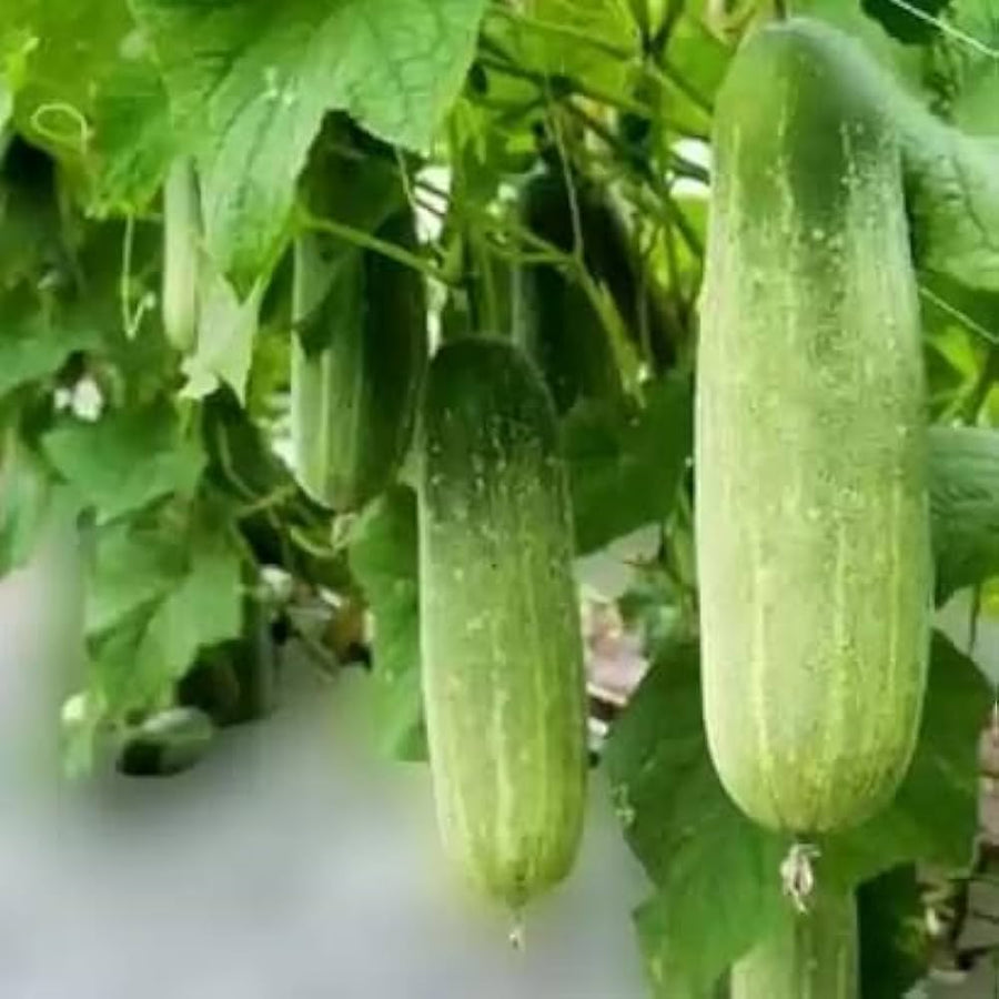 Telegraph Cucumber (Cucumis sativus) for planting in urban garden