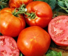 Southport Red Globe Onion Seeds for home growers seeking a reliable harvest