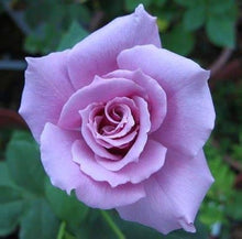 Light Purple Fire & Ice Rose Seeds for reliable seasonal color