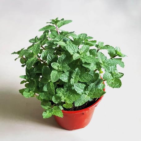 Green Mint Plants for cooks growing their own fresh herbs