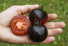 Indian Stripes Tomato Seeds (Solanum lycopersicum) for a fresh homegrown crop from the kitchen garden