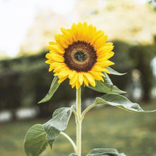 Dwarf Sunflower Seeds for a colorful addition to any planting