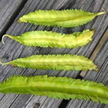 Winged Bean Seeds (Psophocarpus tetragonolobus) for a fresh homegrown crop from the Vegetable Home Garden