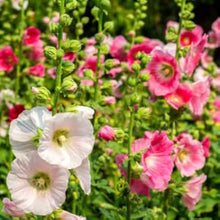 Alcea Rosea Wine Country Romance Seeds (Alcea rosea) for a lasting display in the Flower Bed