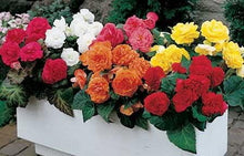 Begonia Rare Colors Begonia × hybrida flower seeds for planting in indoor garden or containers - for planting in home garden