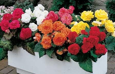 Begonia Rare Colors Begonia × hybrida flower seeds for planting in indoor garden or containers - for planting in home garden