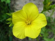 Heirloom Golden Flax Seeds for colorful blooms in the Yellow Linseed Flower Garden