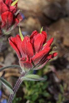 Indian Paintbrush Castilleja Indivisa Seeds for seasonal color across the Wild Garden Flower Border