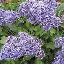 Lilac Lace Mix Alyssum Seeds (Lobularia maritima) for colorful blooms in the Flower Bed & Urban Garden