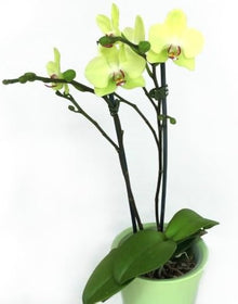 Hydroponic Phalaenopsis Orchid Plant Seeds for growers seeking a long-blooming display