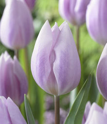 Tulip Ice Cream Tulipa Ice Cream for planting in flower bed