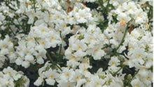Nemesia Poetry White flower Seeds for growers filling out the soft white garden edging