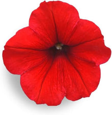 Dark Red Velvet Petunia Seeds for a colorful addition to any planting