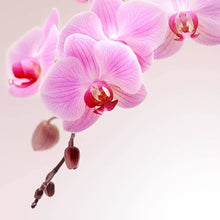 Mini Orchid Phalaenopsis Bonsai Seeds for a lasting addition to the landscape