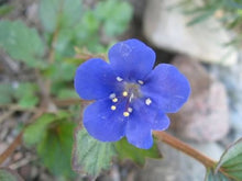 Blue Pimpernel (Anagallis monelli) seeds for planting in colorful garden beds