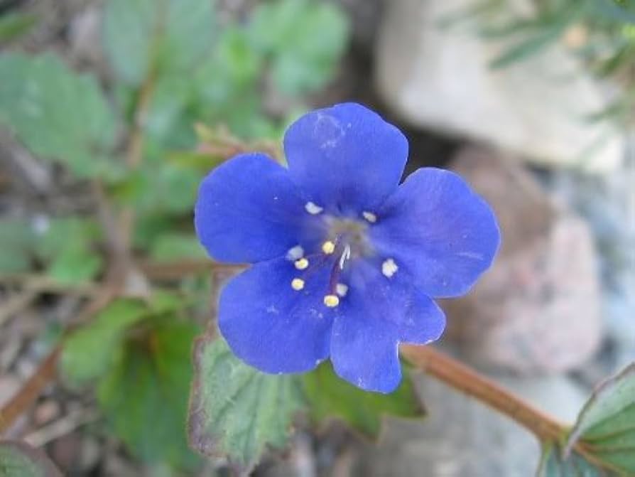 Blue Pimpernel (Anagallis monelli) seeds for planting in colorful garden beds