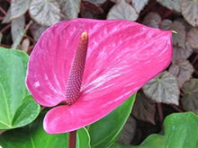 Anthurium Seeds for gardeners building out beds and borders
