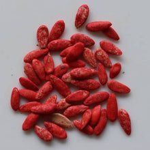 Cucumber Seeds (Cucumis sativus) for productive rows in the Red Variety in Kitchen Garden