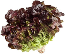 Batavia Salad Blonde de Paris - Lettuce Seeds for growers stocking a kitchen garden