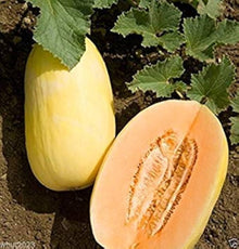 Apple Melon Seeds (Cucumis melo) for a reliable harvest in the vegetable beds and sunny garden plots