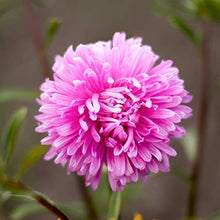 Pink Chrysanthemum Seeds for a colorful addition to any planting