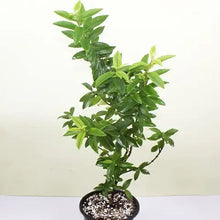 Organic Guava Seeds for growers wanting a homegrown harvest
